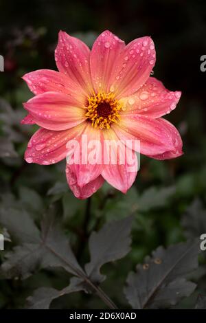 Dahlia Twynings Revel blüht nach einem Regenschauer, natürliche Blumen-Nahaufnahme Porträt Stockfoto