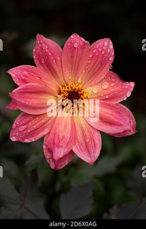 Dahlia Twynings Revel blüht nach einem Regenschauer, natürliche Blumen-Nahaufnahme Porträt Stockfoto