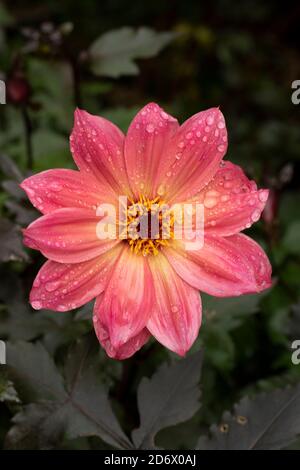 Dahlia Twynings Revel blüht nach einem Regenschauer, natürliche Blumen-Nahaufnahme Porträt Stockfoto