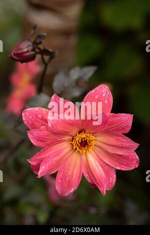 Dahlia Twynings Revel blüht nach einem Regenschauer, natürliche Blumen-Nahaufnahme Porträt Stockfoto