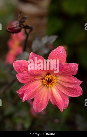 Dahlia Twynings Revel blüht nach einem Regenschauer, natürliche Blumen-Nahaufnahme Porträt Stockfoto