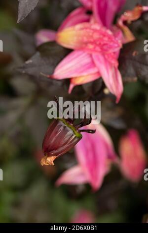 Dahlia Twynings Revel blüht nach einem Regenschauer, natürliche Blumen-Nahaufnahme Porträt Stockfoto