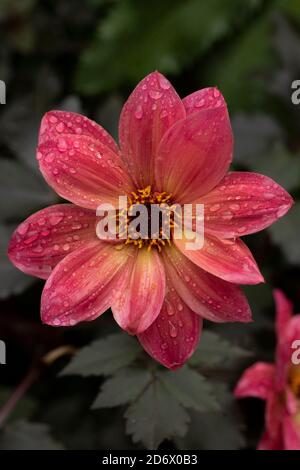 Dahlia Twynings Revel blüht nach einem Regenschauer, natürliche Blumen-Nahaufnahme Porträt Stockfoto