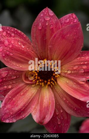 Dahlia Twynings Revel blüht nach einem Regenschauer, natürliche Blumen-Nahaufnahme Porträt Stockfoto