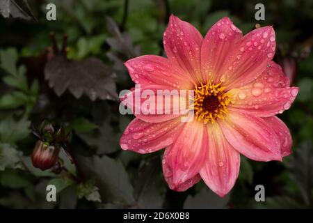 Dahlia Twynings Revel blüht nach einem Regenschauer, natürliche Blumen-Nahaufnahme Porträt Stockfoto