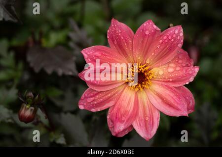 Dahlia Twynings Revel blüht nach einem Regenschauer, natürliche Blumen-Nahaufnahme Porträt Stockfoto