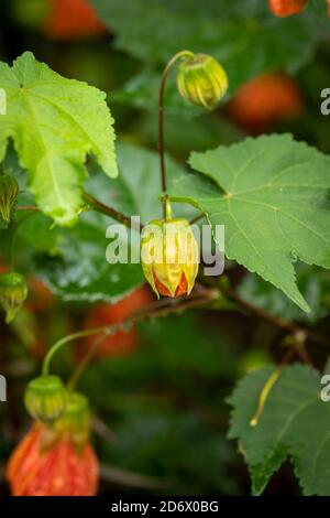 Abutilon (Souvenir de Bonn) Blume und grünes Laub nach einem Regenschauer, natürliches Blumenportrait Stockfoto