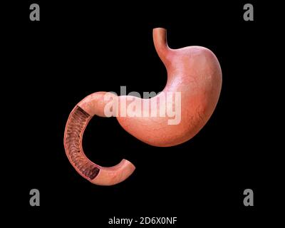 Magen, Anatomie Detail, Darstellung eines menschlichen Magens, Rendering Stockfoto