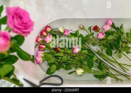 Frische Rosen liegen im Wasser eines Hausbades nach der Dusche. Home Interieur, Pflege von Blumen, Zimmerpflanzen, wachsende Zimmerpflanzen Stockfoto