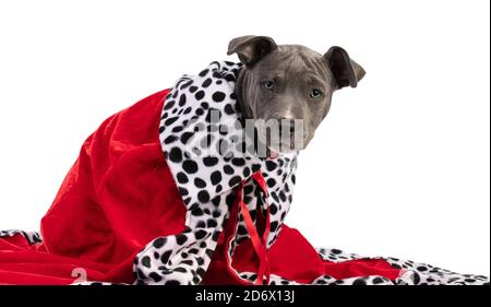 Porträt eines kleinen Welpen Staffordshire Terrier mit einem roten Weihnachtsumhang auf weißem Hintergrund Stockfoto