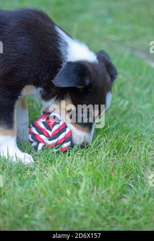 Dreifarbiger Border Collie. Begleiter und Arbeitshund Rasse. Welpe, neun Wochen alt. Vor kurzem entwöhnt. Lernen, Soft-Ball spielen Artikel zu genießen. Stockfoto