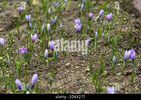 Safranernte und Verarbeitung in Mund, Naters, Schweiz Stockfoto