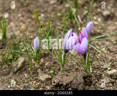 Safranernte und Verarbeitung in Mund, Naters, Schweiz Stockfoto