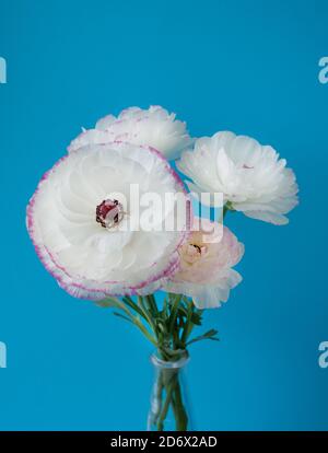 Schönes Bouquet von weißen Ranunculus Blumen mit rosa Einfassung auf einem blauen Hintergrund. Blumen und Knospen Stockfoto