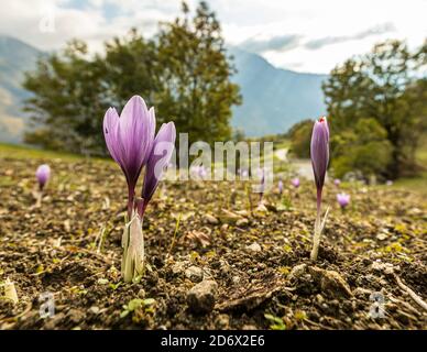 Anbau, Ernte und Verarbeitung von Safran in Mund, Naters, Schweiz Stockfoto