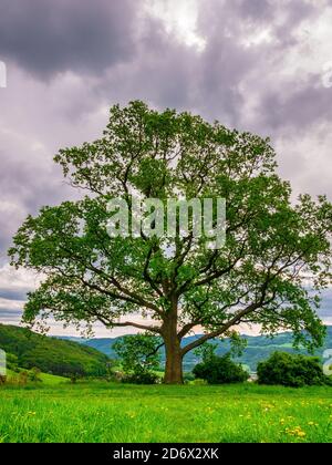 Massive Eiche (Quercus robur) im Frühjahr, am Rande einer Wiese mit Löwenzahn. Stockfoto