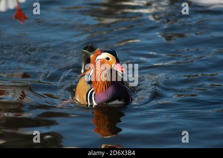 Mandarinente, Schwimmen im Teich im Park. Stockfoto