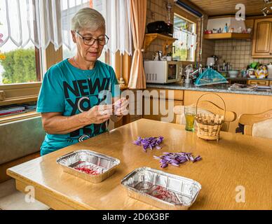 Safranernte und Verarbeitung in Mund, Naters, Schweiz Stockfoto
