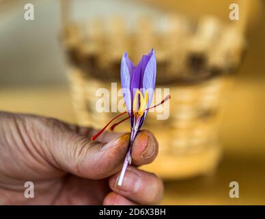 Safranernte und Verarbeitung in Mund, Naters, Schweiz Stockfoto