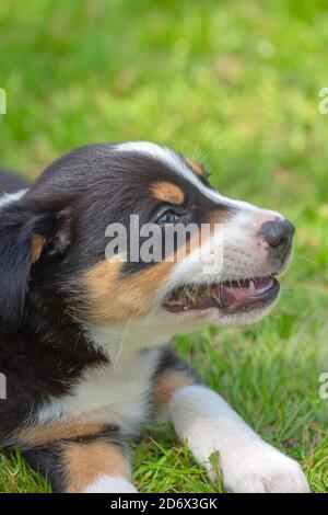 Border Collie. Haustier, Begleiter und Arbeitshund. Welpe, neun Wochen alt. Kauen Fremdkörper, während Erwachsene Zähne ersetzen Jugendliche Milchzähne. Stockfoto