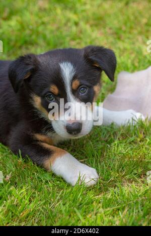 Border Collie Hund, Welpe. Kopf, Schultern, ausdrucksstarkes Gesicht, Gesicht, Gesichtsdetails, Vorderbeine, Vorderbeine. Blickkontakt, auf einer Gartenrasen. Fellmarkierungen. Stockfoto