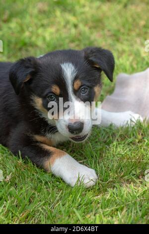 Border Collie Hund, Welpe. Kopf, Schultern, Gesicht, Gesicht, Gesichtsdetails, Vorderbeine, Vorderbeine. Blickkontakt, auf einem Gartenrasen.Dreifarbige Fellmarkierungen. Stockfoto