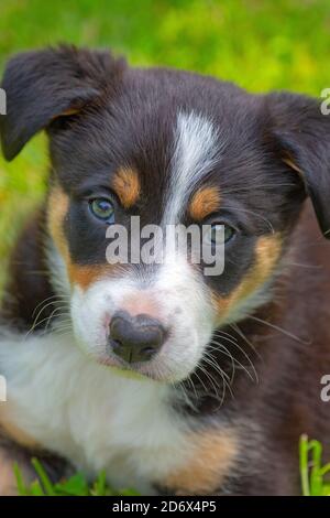 Border Collie Hund, Welpe. Kopf, Schultern, Gesicht, Gesicht, Gesichtsdetails, Vorderbeine, Vorderbeine. Blickkontakt, auf einem Gartenrasen.Dreifarbige Fellmarkierungen. Stockfoto