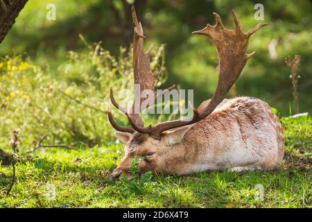 Damwild Dama Dama Hirsch schlafen in einem Wald. Die Naturfarben sind auf dem Hintergrund deutlich sichtbar, selektiver Fokus wird verwendet. Stockfoto