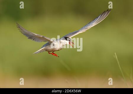 Whiskered Tern (Chlidonias hybrida) weißen und schwarzen Vogel im Flug gefangen, eine Seeschwalbe in der Familie Laridae, Wasserjäger oder Fischer. Stockfoto