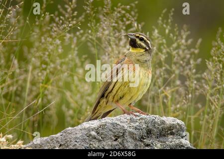 Cirl Bunting - Emberiza cirlus gelb Sperlingsvogel in der Familie der Zwergfalter Emberizidae, brütet in ganz Südeuropa, auf den Mittelmeer-Inseln und Stockfoto