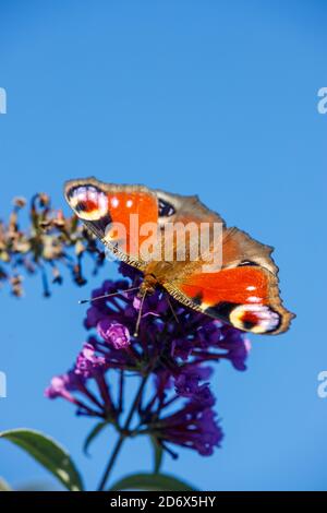 Nahaufnahme eines Pfauenschmetterlings im Sommer Stockfoto