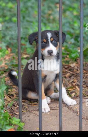 Border Collie Hund, Welpe, hinter Gittern stehend, verbarrikierte Tor, von Zwinger im Garten laufen. Verhalten, Haltung, Körpersprache, sagt alles. Eingeschränkt, Hilfe? Stockfoto