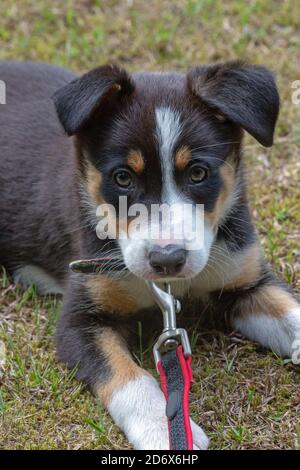 Dreifarbiger Border Collie. Haustier, Begleiter und Arbeitshund Rasse. Welpe, neun Wochen alt. Lernen, die Verwendung von Kragen und Blei zu akzeptieren. Stockfoto