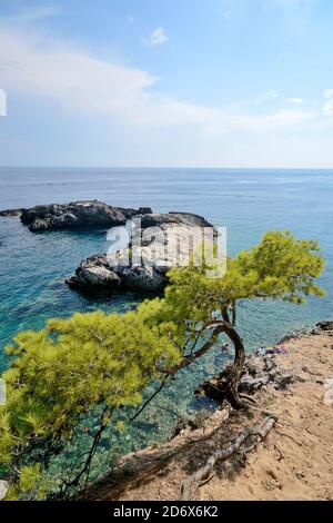 Aleppo-Kiefer auf einem Felsen an der Adria Der ​​the Tremiti Inseln Stockfoto