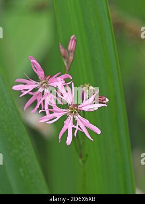 Markante rosa zarte Blüten von Ragged Robin (Lychnis flos-cucuculi) Pflanze mit unordentlichen Blütenblättern mit geteilten Lappen und Knospen ein Grüne Wiese Stockfoto