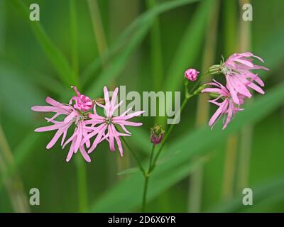 Markante rosa zarte Blüten von Ragged Robin (Lychnis flos-cucuculi) Pflanze mit unordentlichen Blütenblättern mit geteilten Lappen und Knospen ein Grüne Wiese Stockfoto