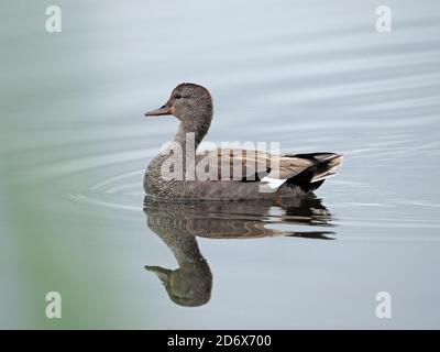 Schöner männlicher Spielmann (Anas strepera) Taumelnde Ente schwimmen gelassen im Profil mit seiner Reflexion auf Stilles Wasser in Nordengland Großbritannien Stockfoto