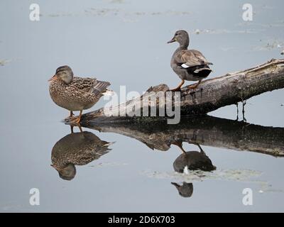 Paar (männlich & weiblich) von Gadwall (Anas strepera) taumelnde Ente, die auf einem wassergeloggten Baumstamm mit Reflexionen im stillen Wasser steht, England Stockfoto