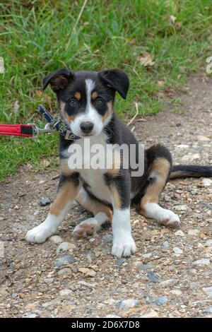 Dreifarbiger Border Collie. Haustier, Begleiter und Arbeitshund Rasse. Welpe, neun Wochen alt. Lernen, die Verwendung von Kragen und Blei zu akzeptieren. Stockfoto