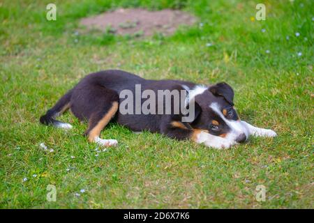 Dreifarbige Border Collie Welpe. (Canis lupus familiaris). Kurz eine Pause von der Aktivität machen, sich auf einem Gartenrasen ausstrecken. 12 Wochen alt. Stockfoto