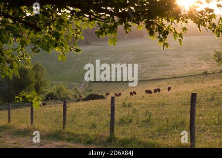 Sonnenuntergangsstrahlen auf Herde von Kühen grasen in englischer Farm, Großbritannien Stockfoto