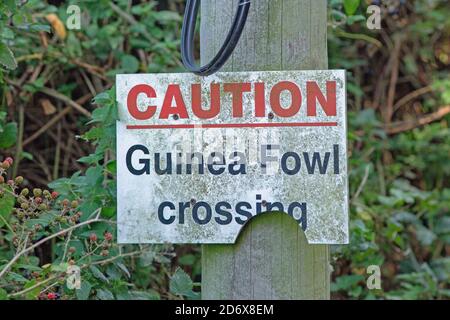 Warnung an Kraftfahrzeugführer. Auf einem ländlichen Straßenrand, in einer Hecke neben einem Bauernhof Feld, Norfolk. Vorsicht, Guinea-Geflügel überqueren. Zum Schutz Stockfoto