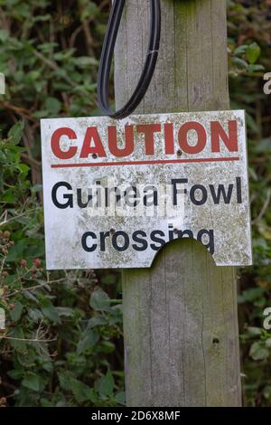 Warnung an Kraftfahrzeugführer. Auf einem ländlichen Straßenrand, in einer Hecke neben einem Bauernhof Feld, Norfolk. Vorsicht, Guinea-Geflügel überqueren. Zum Schutz Stockfoto