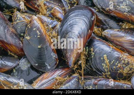 Muscheln aus der Nähe mit Tageslicht Draufsicht Stockfoto