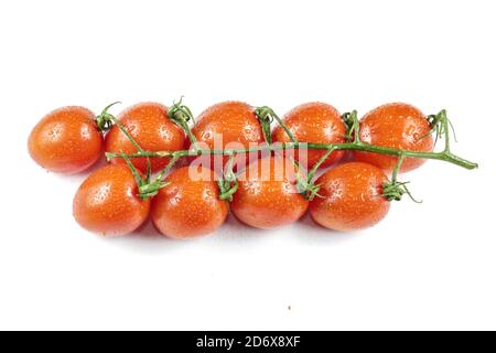 Tomaten auf Zweig mit Tropfen Wasser isoliert auf weiß Hintergrund Stockfoto