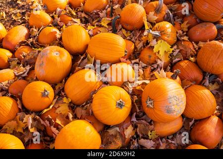 Ein Bündel von Kürbissen, die auf dem Boden stehen und von braunen und gefallenen Ahornblättern umgeben sind, glühen in der Nachmittagssonne an einem Herbstnachmittag. Stockfoto