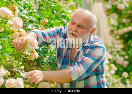 Blütenrose Pflege und Bewässerung. Großvater im Garten. Hobbys und Freizeit. Stockfoto