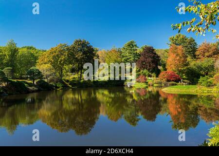 Herbstlaub in Asticou Azalea Garden, Northeast Harbor, Mount Desert Island, Maine Stockfoto