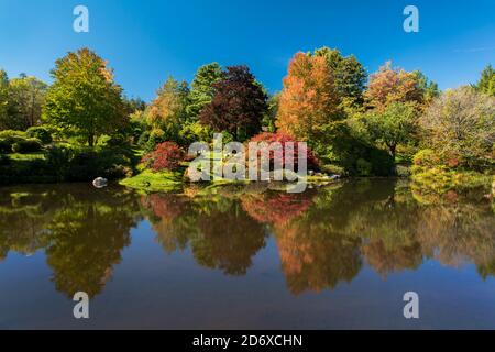 Herbstlaub in Asticou Azalea Garden, Northeast Harbor, Mount Desert Island, Maine Stockfoto