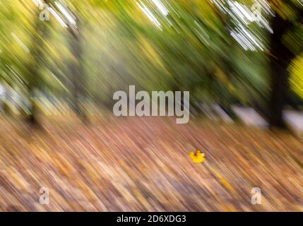 London, Großbritannien. Oktober 2020. Das Foto vom 19. Oktober 2020 zeigt einen fallenden Urlaub im Regent's Park in London, Großbritannien. Quelle: Han Yan/Xinhua/Alamy Live News Stockfoto